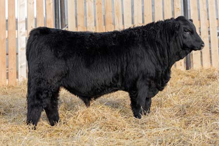 Yearling Bull